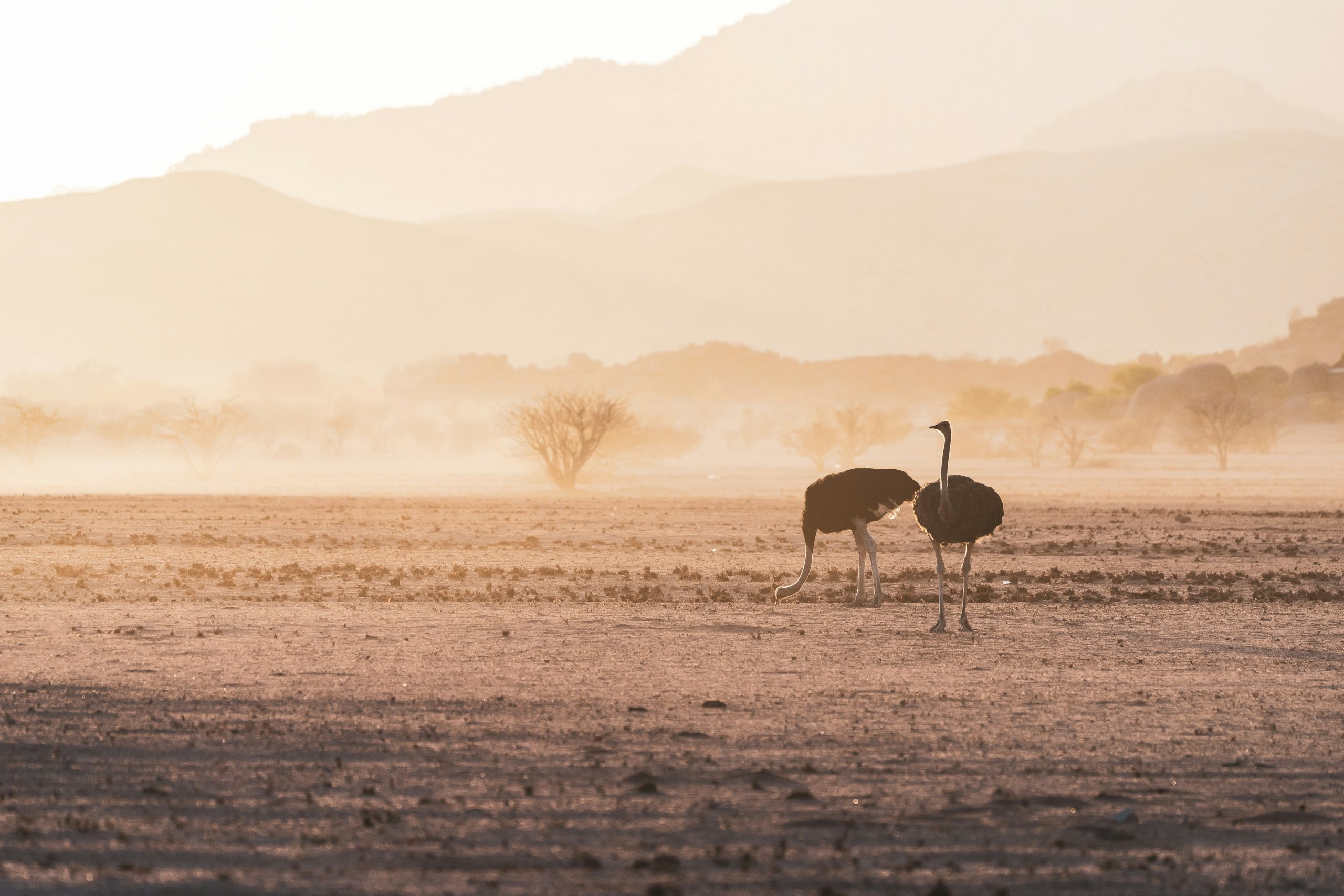 2 ostriches