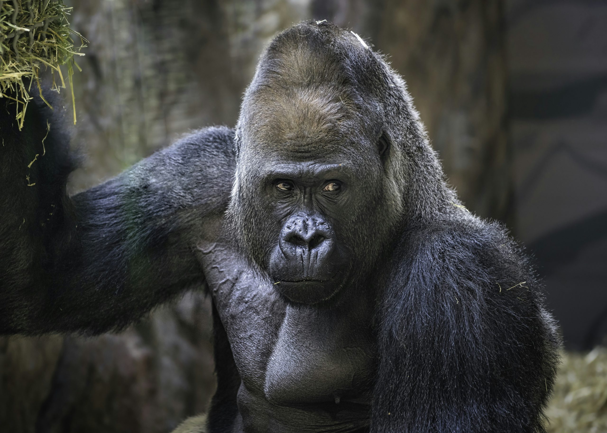 Gorilla to demonstrate how big the things we overlook can be.