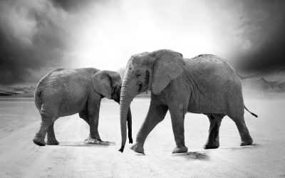 The difference between you and an elephant