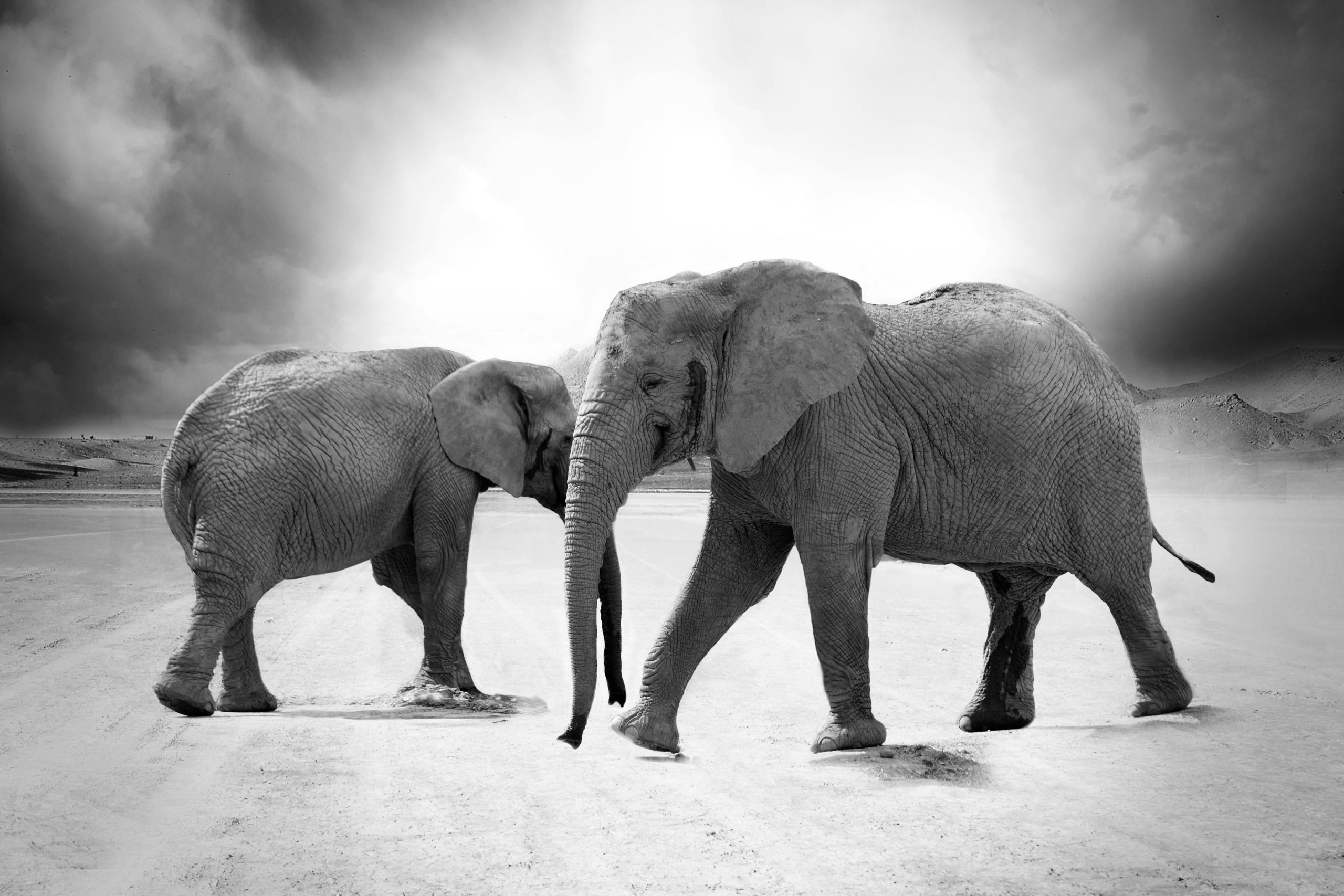 black and white image of two elephants