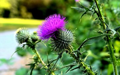 Difficult People and Thistles