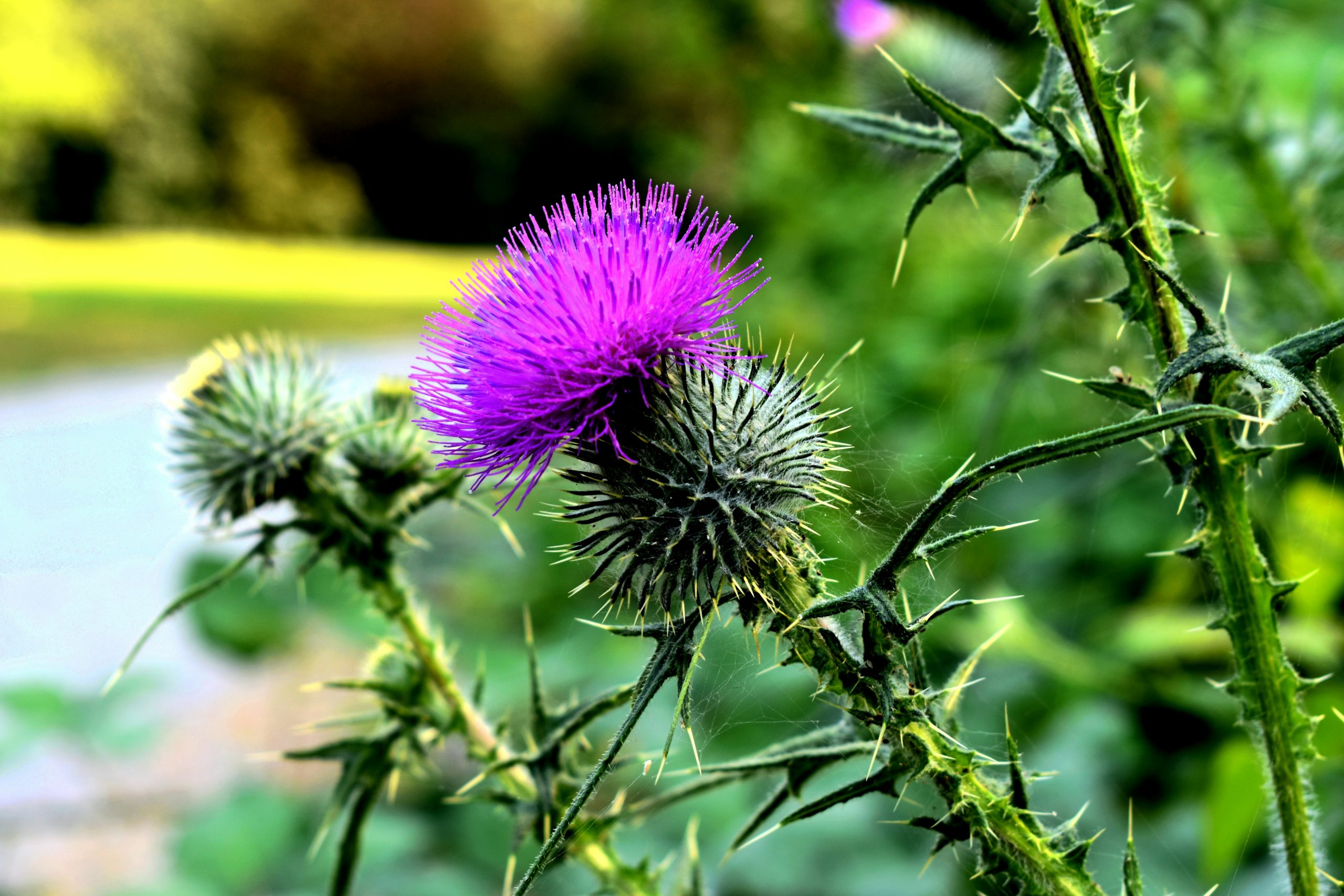 Thistles