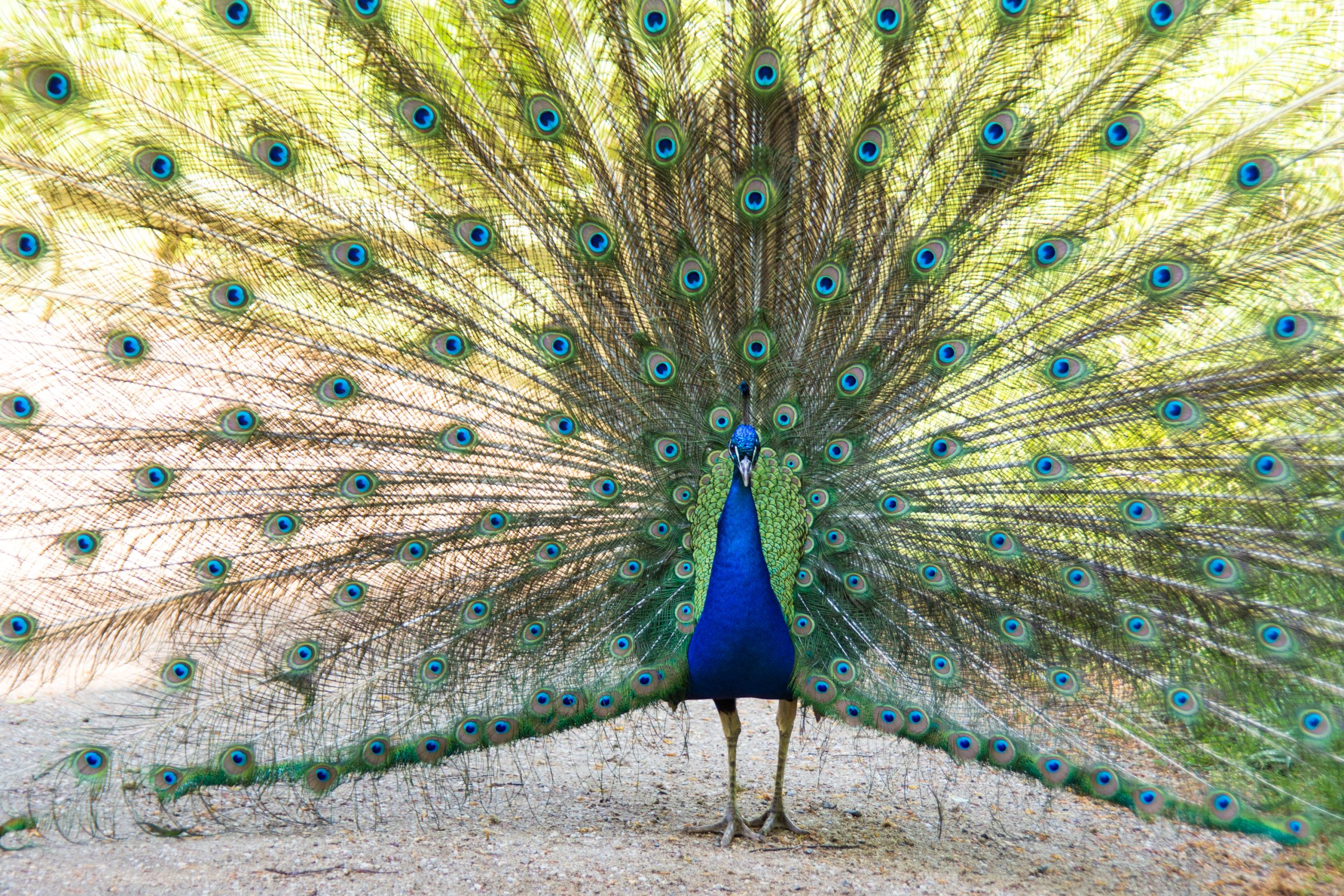 Pfau Flickr A peacock with spread wings
